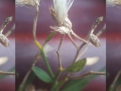 Baccharis halimifolia