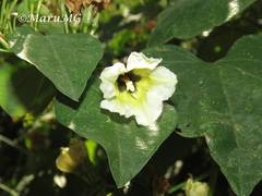 Anochrostomus formosus