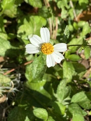 Bidens alba