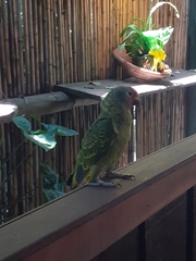 Amazona brasiliensis