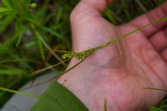 Carex conoidea
