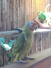 Amazona brasiliensis