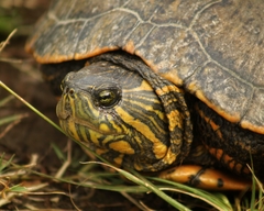 Trachemys dorbigni