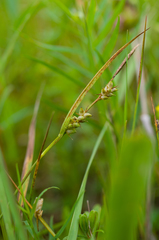 Carex conoidea
