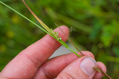 Carex conoidea