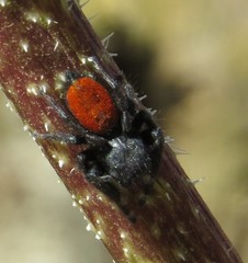 Phidippus ardens