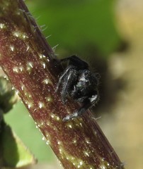 Phidippus ardens