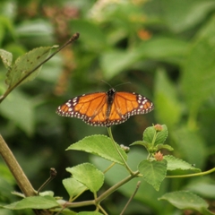Danaus erippus