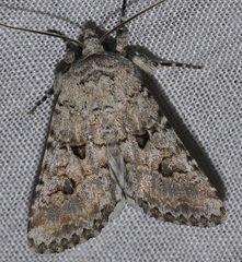Anarta sodae