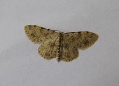 Scopula luridata