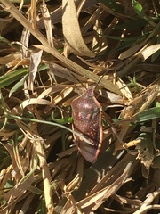 Chlorochroa