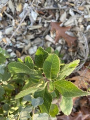 Eurybia radulina