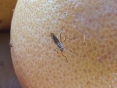 Glyphidops flavifrons