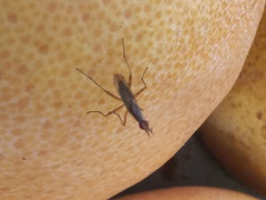 Glyphidops flavifrons