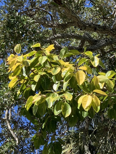 Ficus altissima