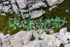 Aleuritopteris argentea