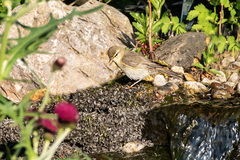 Phylloscopus trochilus