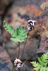 Aleuritopteris argentea