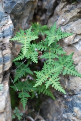 Aleuritopteris argentea