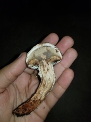 Strobilomyces strobilaceus image