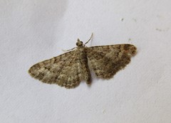 Gymnoscelis rufifasciata