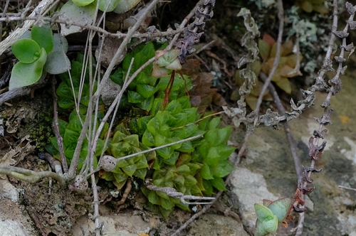 Haworthia turgida Haw.