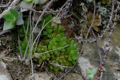 Haworthia turgida