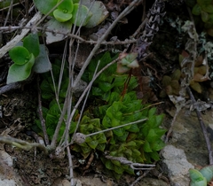 Haworthia turgida