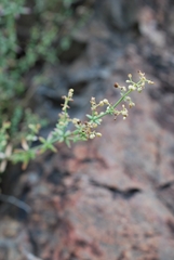 Galium coriaceum