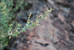 Galium coriaceum