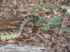 Crotalus totonacus