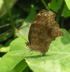 Junonia chorimene