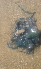 Cylindera nivea orbignyi