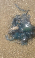 Cylindera nivea orbignyi