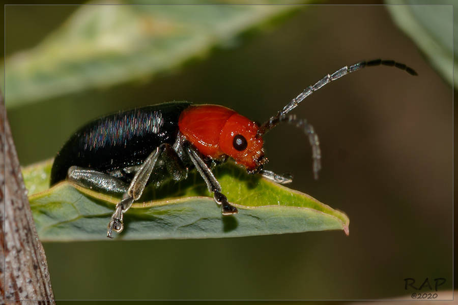Cacoscelis nigripennis