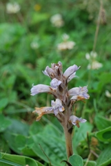 Phelipanche caesia