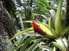 Guzmania berteroniana