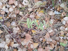 Lathyrus palustris pilosus