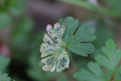 Agromyza nigrescens