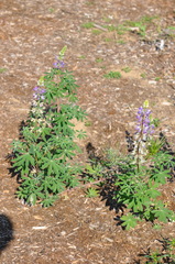 Lupinus rivularis