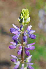 Lupinus rivularis