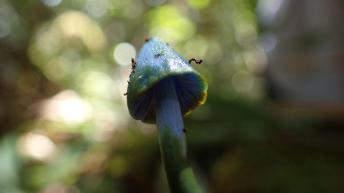 Entoloma holocyaneum