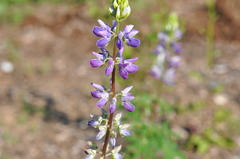 Lupinus rivularis
