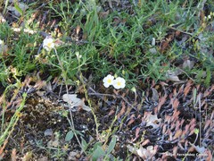 Petrosedum amplexicaule