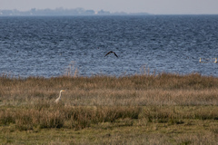 Ardea cinerea