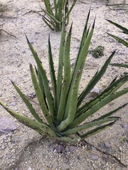 Agave datylio