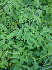 Ostericum palustre