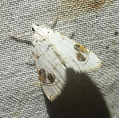 Neurophyseta