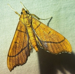 Anarmodia