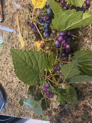 Ampelopsis glandulosa